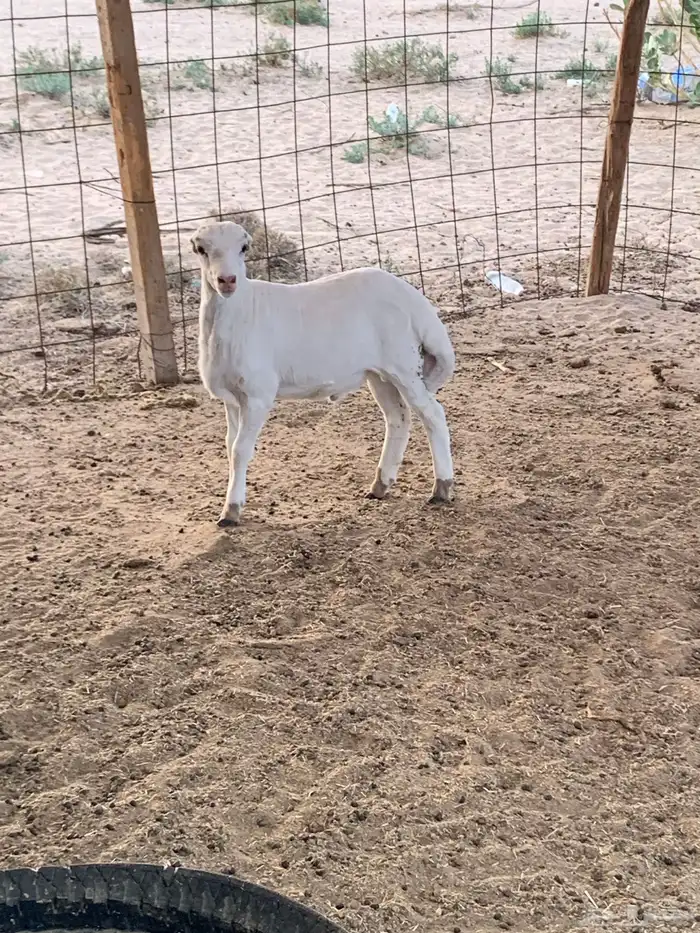 طلي طيب وسمين عمر شهرين 1