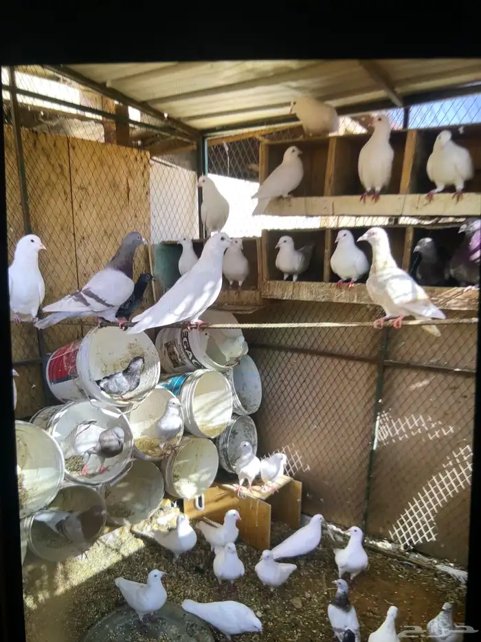 حمام فرنسي سبور جبو 1