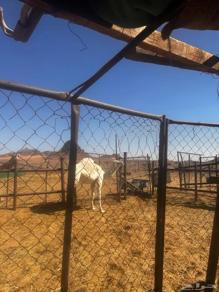 بكره مقنوي ابوه ولد الجافل وامها منتج 5