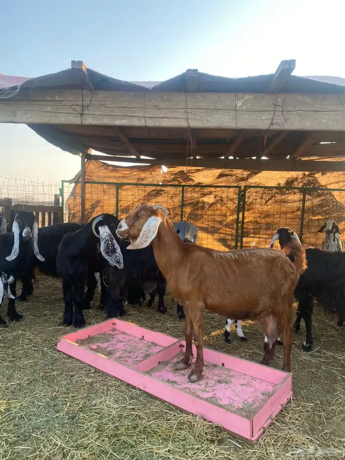 للبيع معزا ولد عوارض طيبه 13