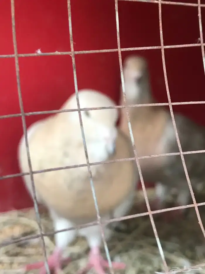 وحشي وهومر وعبسي وبربري 16