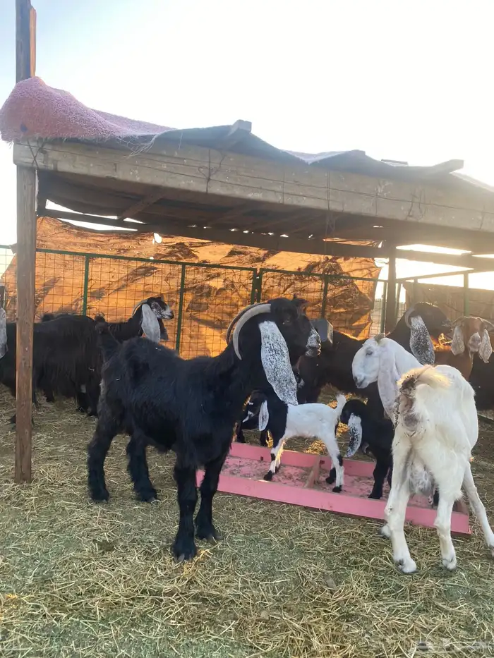 للبيع معزا ولد عوارض طيبه 18