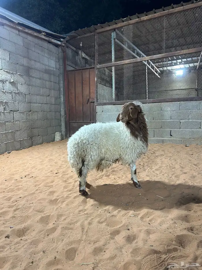 طلي نعيمي بلدي ناهي ( تم البيع ) 1