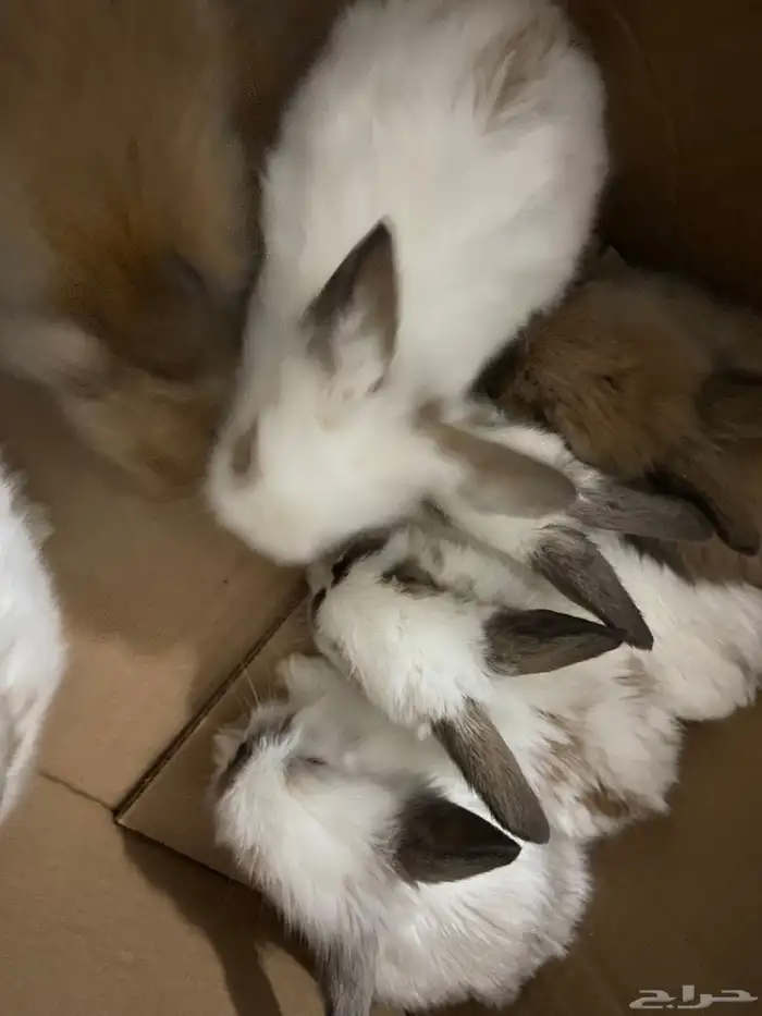 ارانب صغيره هجين انقورا وهولند لوب 1