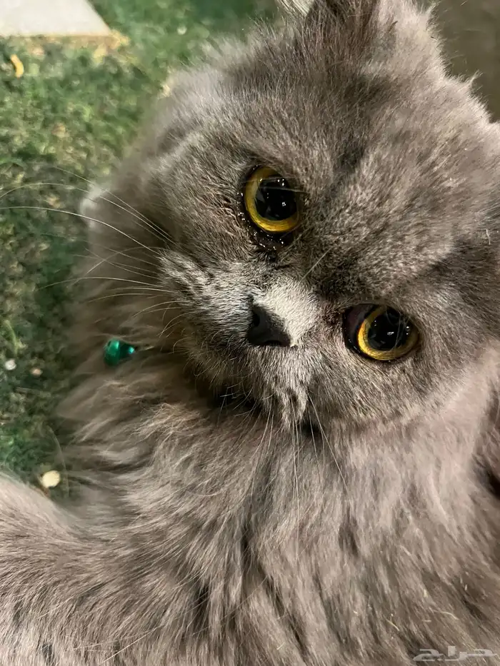 قط شرازي لتبني 2