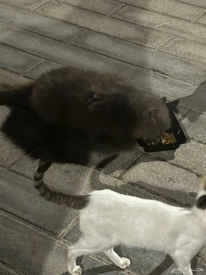 قطه منزل جميلة جدا   للتبني مرميه ب كورنيش البط بالخبر 3