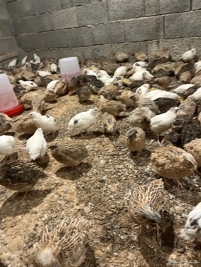 سمان ذكور بس 2