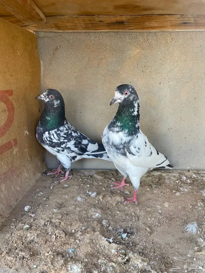 للبيع جوز بكستاني 0