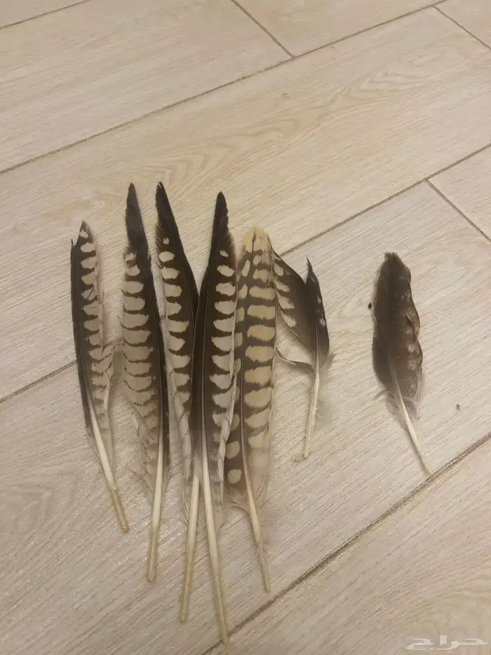 ريش طير لا التواصل 0