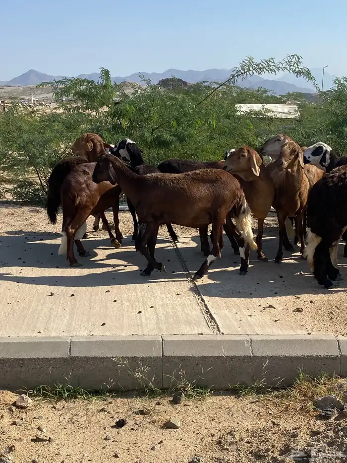 سواكن خلفات ودفيع 6