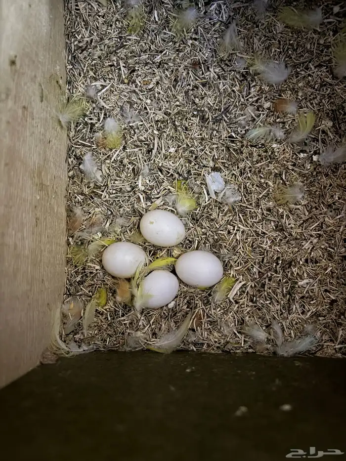 جوز روز منتج 5