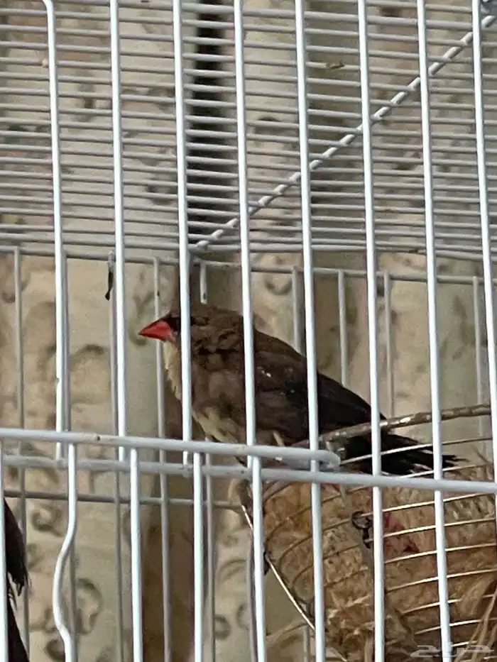 جوز عندليب وجوز زيبرا فراولة 9