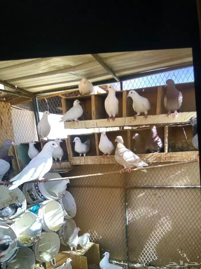 حمام فرنسي سبور جبو 2