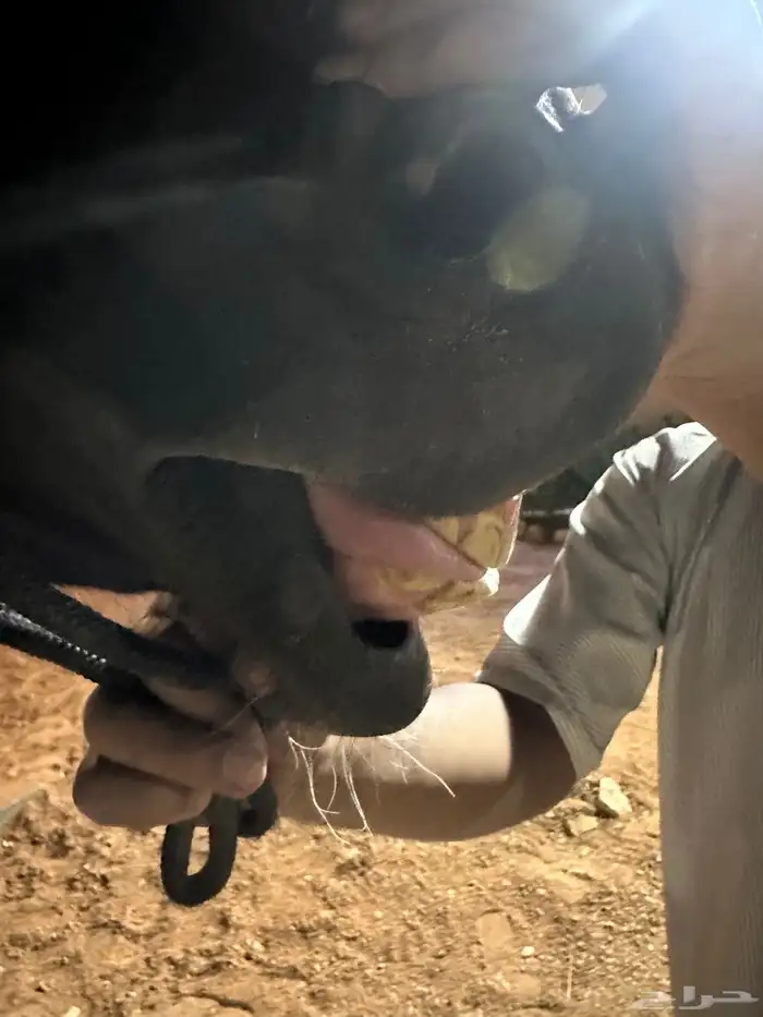 فرس انقليزية 7