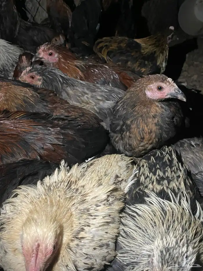 دجاج وديكه للبيع 2