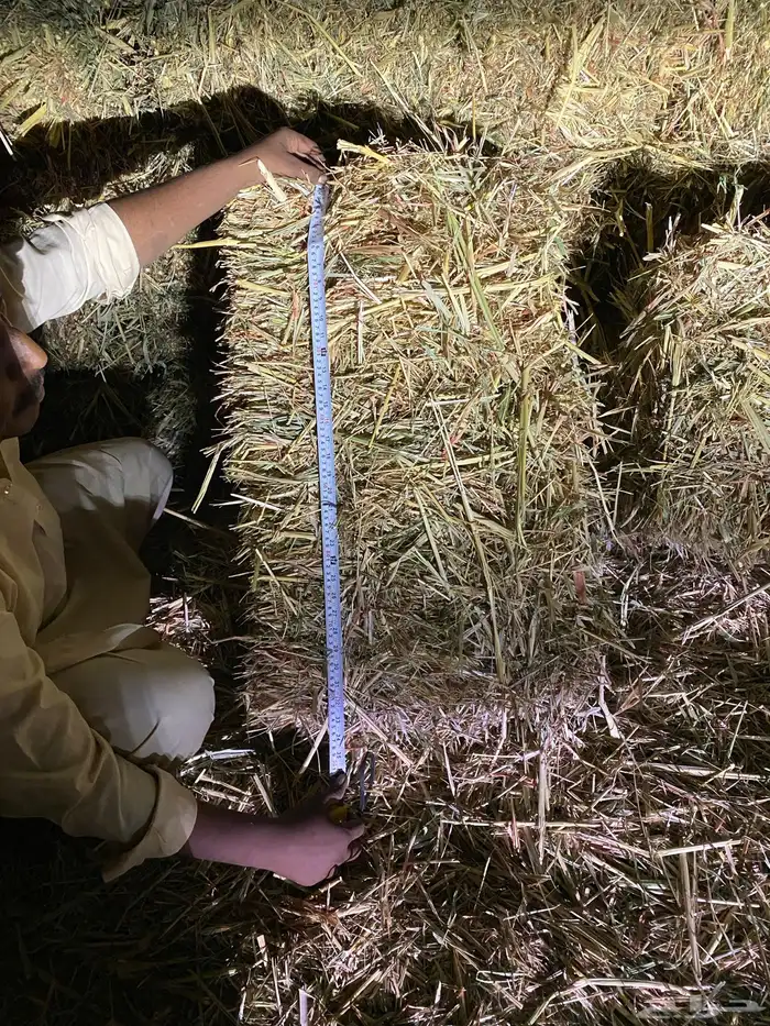 اعلاف ذره جيزانيه حمرا شد طيب من 80-85-90 0