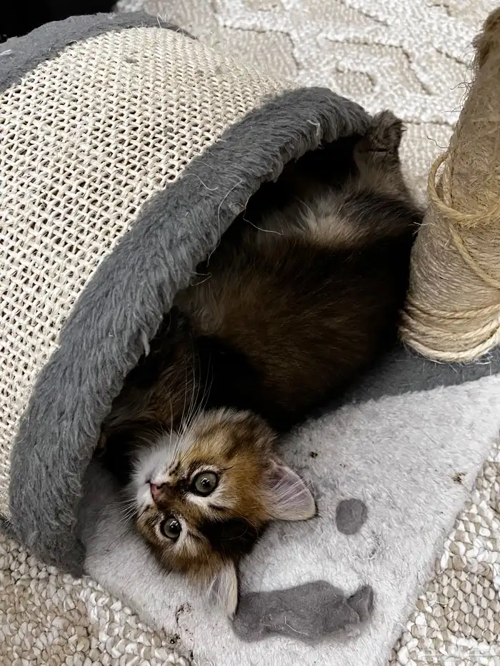 سكوتش بيور استريت مطعم ب500 1