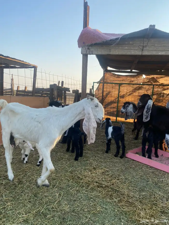 للبيع معزا ولد عوارض طيبه 2