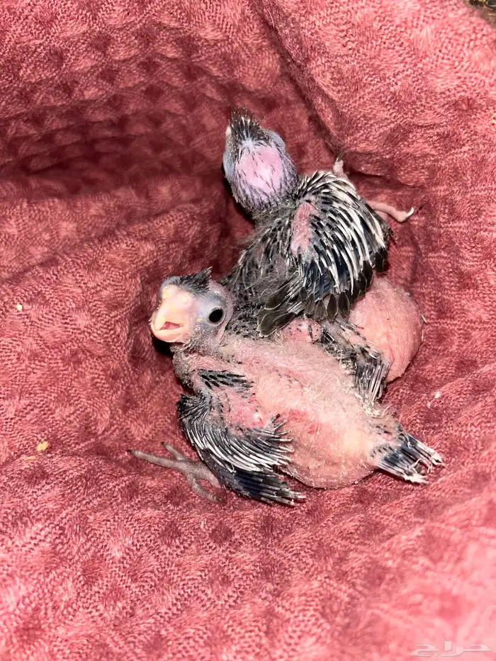 فروخ كروان هولندي 0