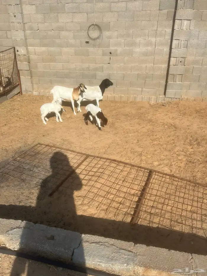 برابر مواليد 2