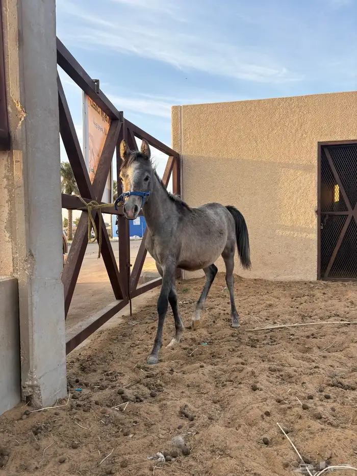 مهر عمره 6شهو 1