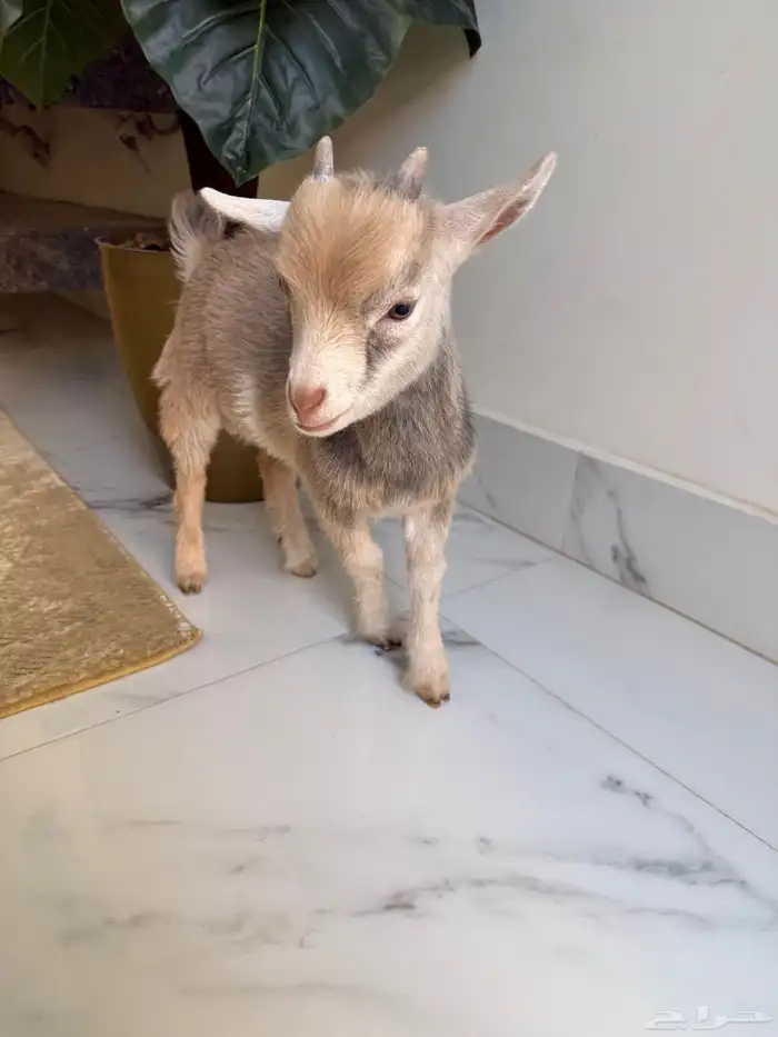 للبيع ماعز قزم 0