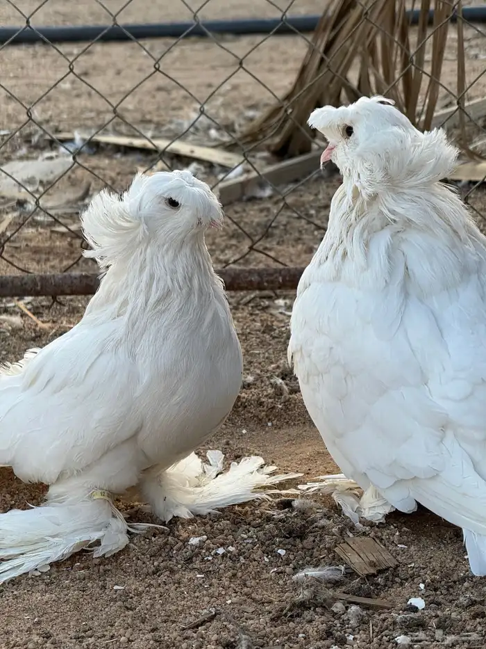 جوز بخارى ابيض انتاج لكن له فترة موقف 0