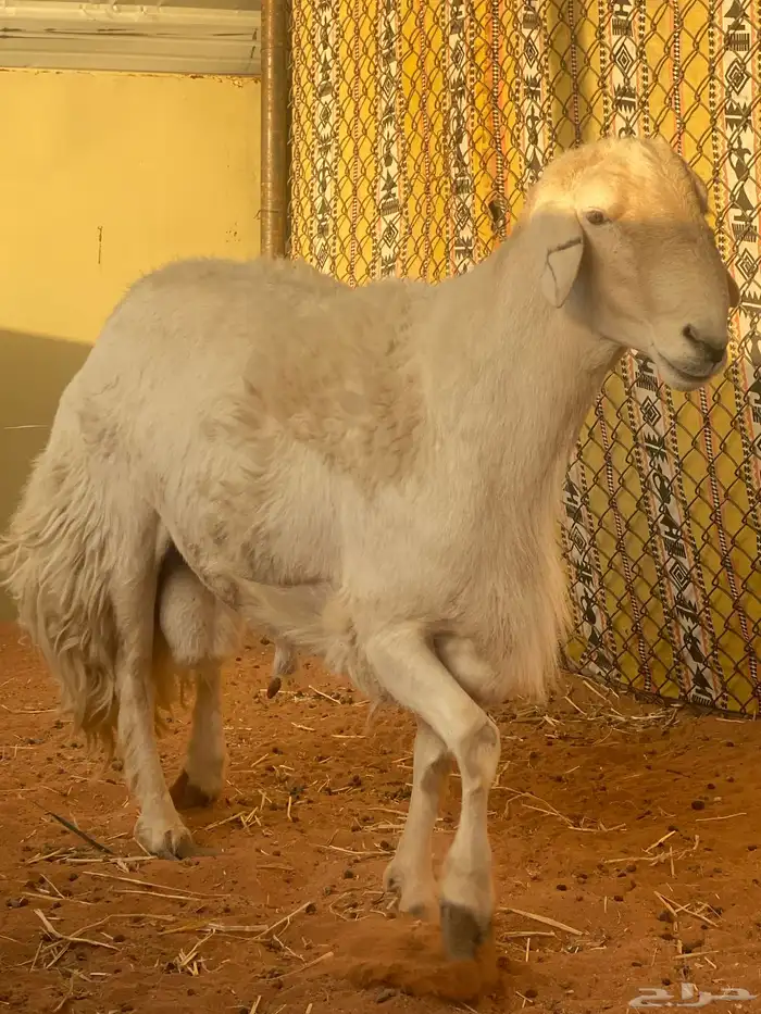 طلي حري فحل 1