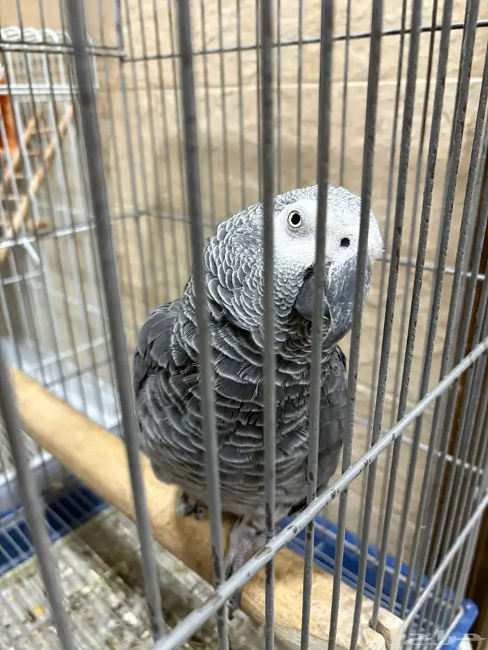 بغبغاء كاسكو أفريقي (African Grey Parrot 3