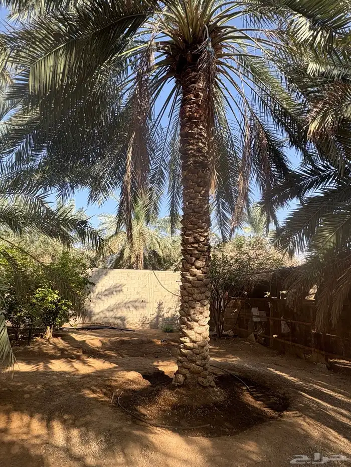 نخل بالمجان لمن يريدها 2