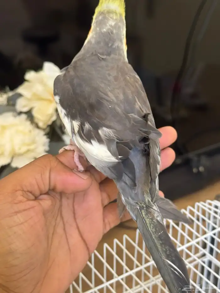 كروان الليف 1