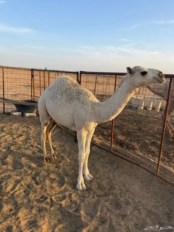 قعود 7 شهور 4