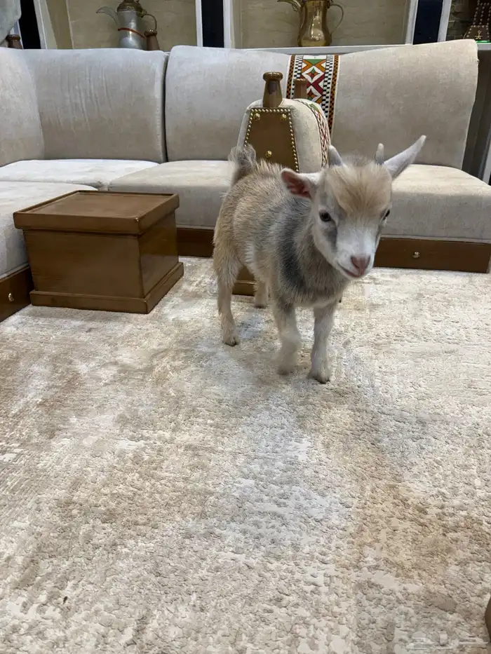 للبيع ماعز قزم 1