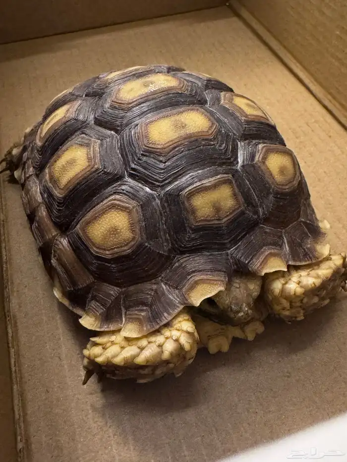 للبيع سلحفاة برية سولكاتا بحجم الكف 0