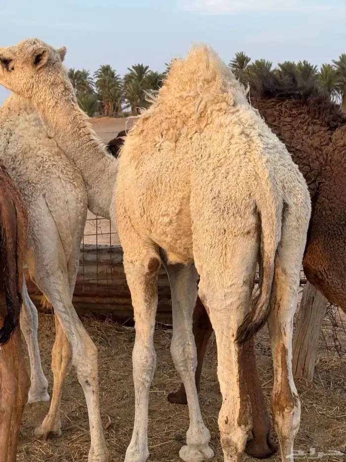 حشو طيبة للبيع 4