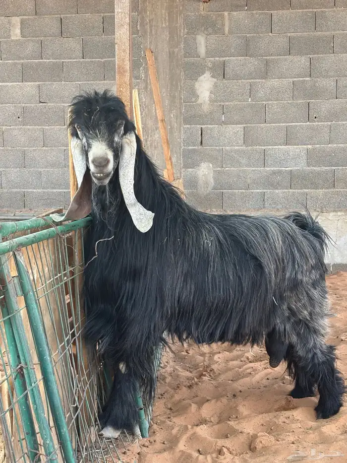 فحل عارضي صنف و جرم و معرف و انتاجه صنف 1