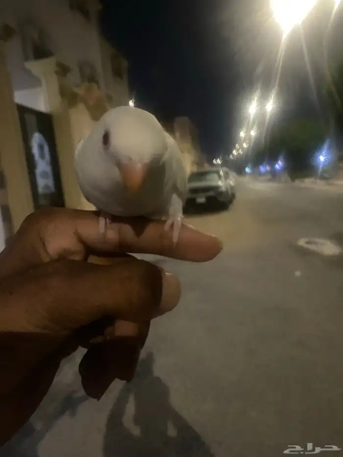 للبيع روز البينو صافي صك اليف هدد داخلي وخارجي 0