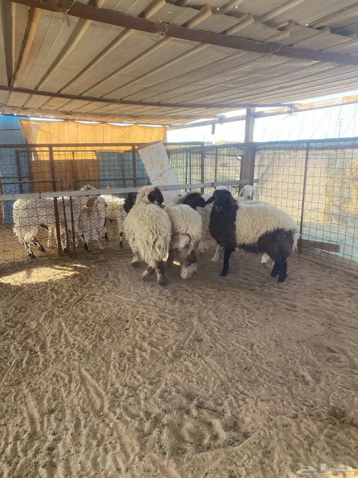 رخال نعيم وحريه ظهورها طيبه 0