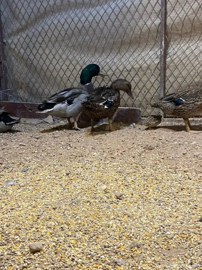 بط نحم منتج 4