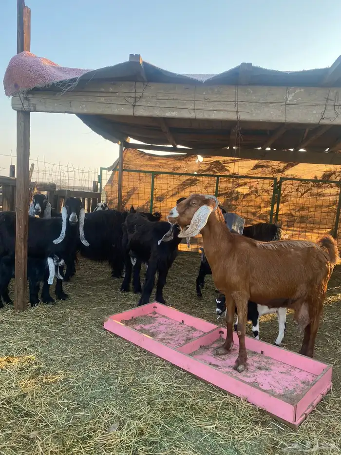 للبيع معزا ولد عوارض طيبه 16