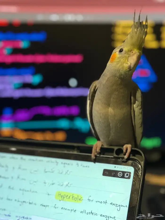 كروان كوكتيل ذكر اليف للبيع 0