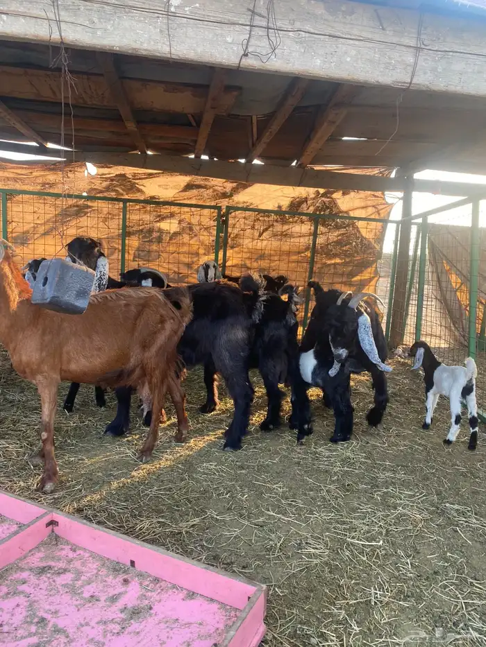 للبيع معزا ولد عوارض طيبه 21