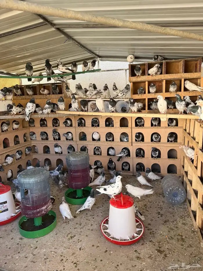 حمام باكستاني 6