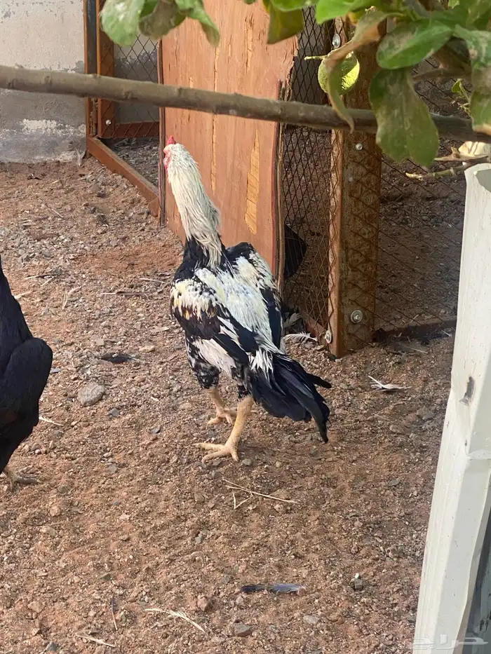 شامو الماني 0