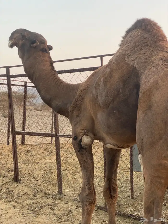 جمل مزيون للبيع 1