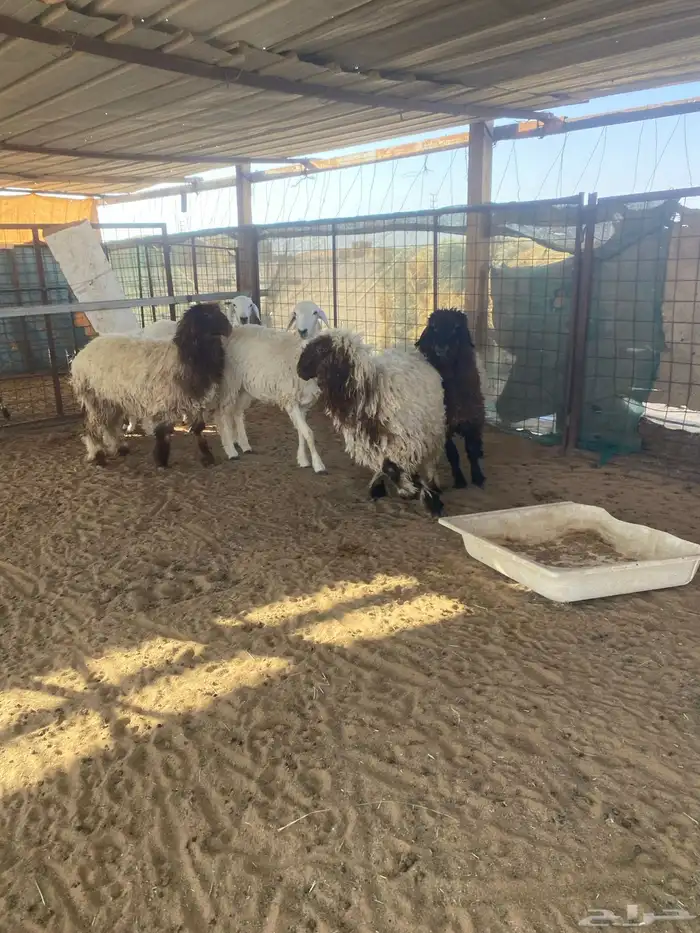 رخال نعيم وحريه ظهورها طيبه 6