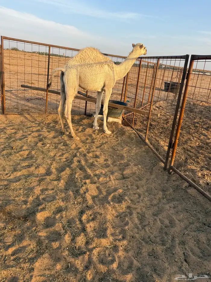 قعود 7 شهور 3