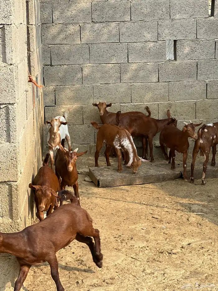 بهم تربيه تيوس 0