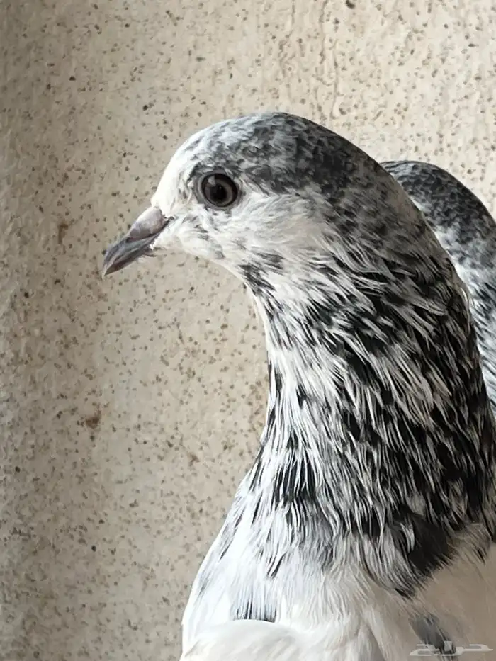 السلام عليكم اعرض لكم زوج بتيرا طبه باقي عليه ريشه مطير شرط 2