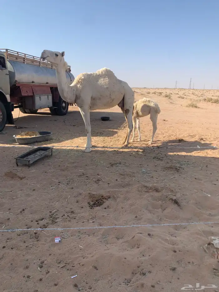 ناقه خلفه وضحا معها قعود 1